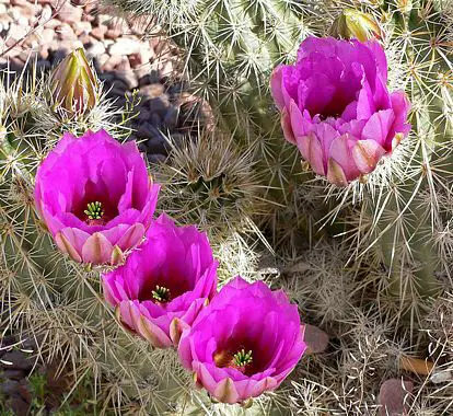Calico Cactus 