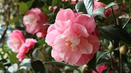 Camellia  
