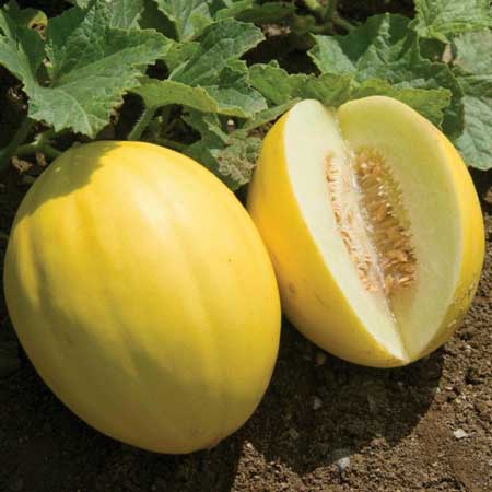 Canary Melon 