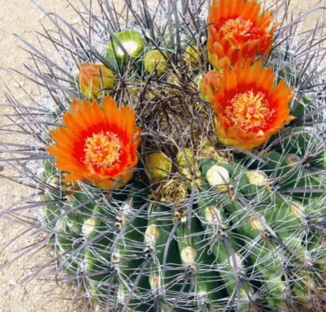 Candy Barrel Cactus