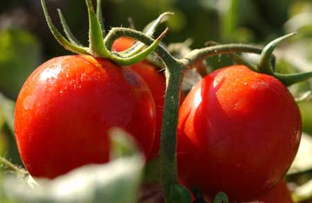 Cannibal’s Tomato 