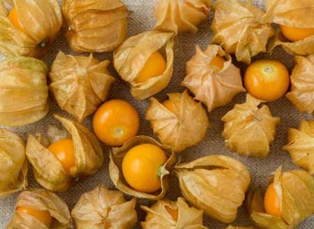 Cape Gooseberry 