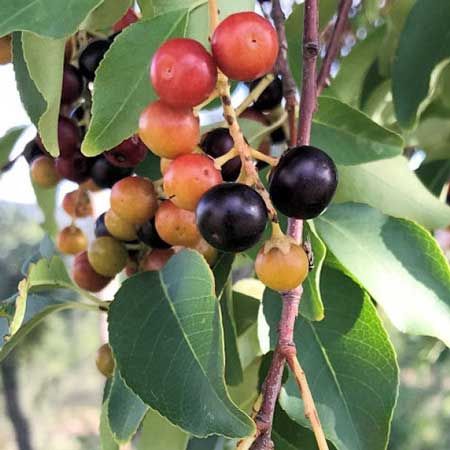 Capulin Cherry 