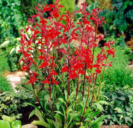 Cardinal flower 