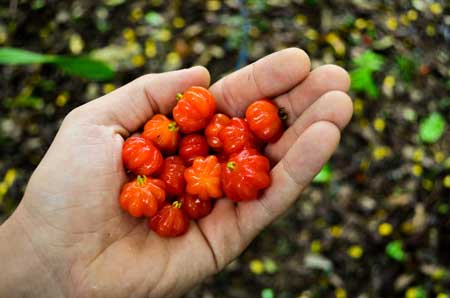 Cayenne Cherry 