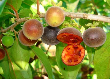 Ceylon Gooseberry 