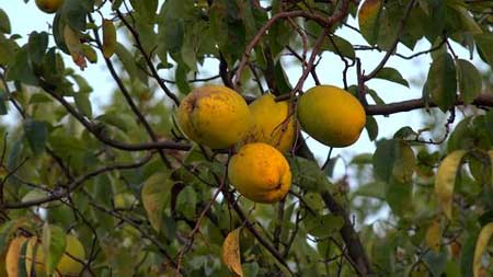 Chinese Quince 