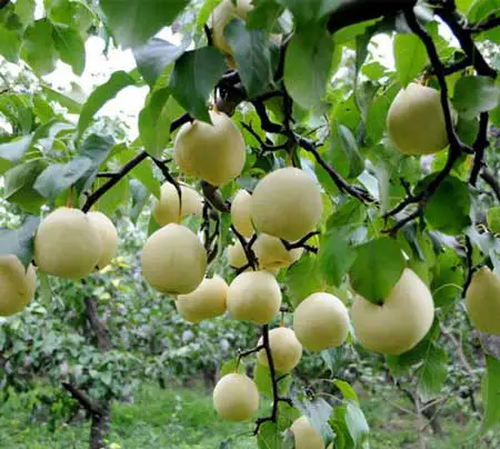 Chinese White Pear