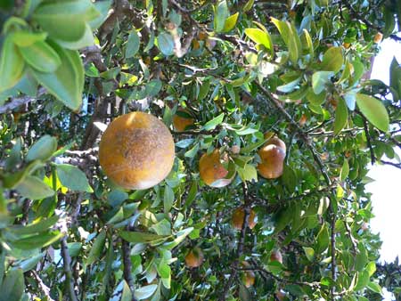 Chinotto  