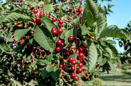 Chokecherry  