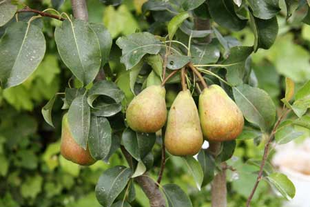 Churchland Pear 