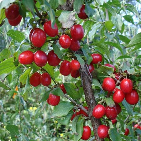 Cornelian Cherry 