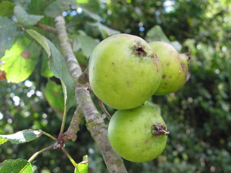 Crab Apple 