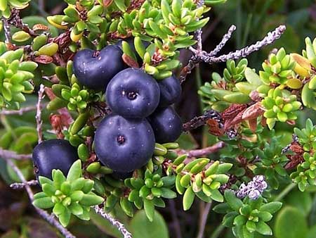 Crowberry  