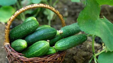 Cucumber  