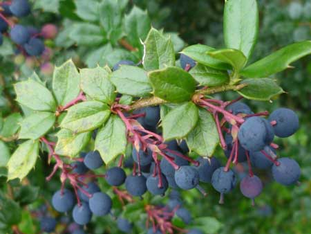 Darwin's Barberry 