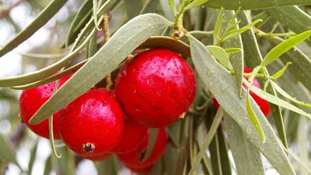 Desert Quandong 