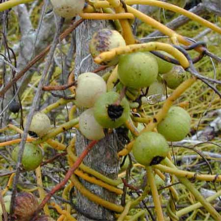 Dodder Laurel 