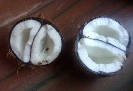 Double Coconut 