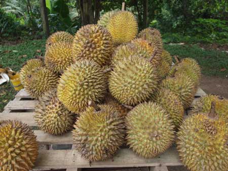 Durian  