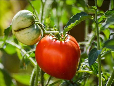 Early Girl Tomato