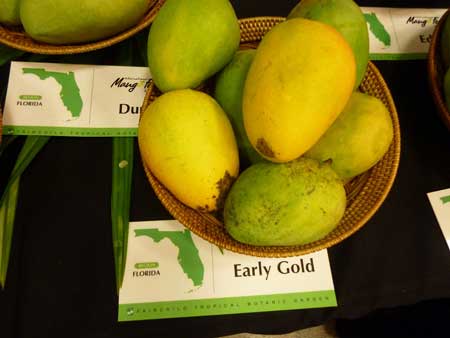 Early Gold Mango