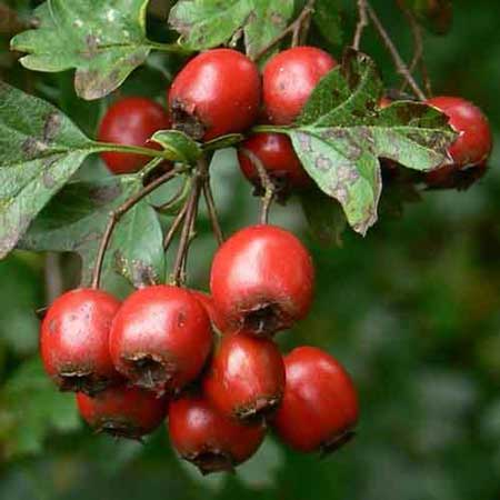 Eastern Hawthorn 