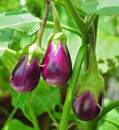 Egg plant 