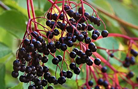 Elderberry  