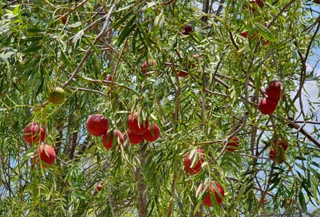 Emu Apple 