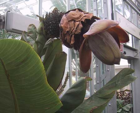 Ensete  