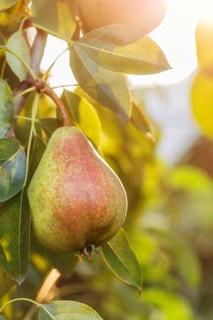 European Pear 