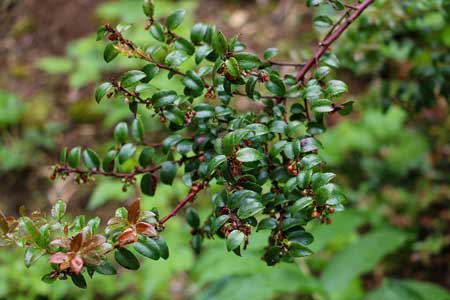 Evergreen Huckleberry 