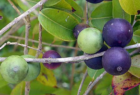 FALSE Jaboticaba 