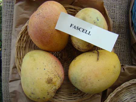 Fascell Mango 