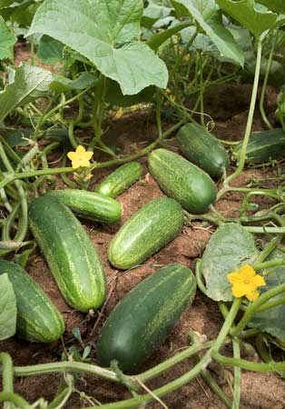 Field Cucumber 