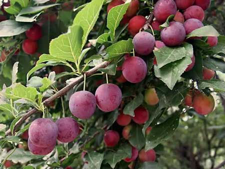 Flatwood Plum 