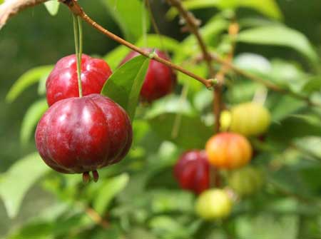 Florida Cherry 