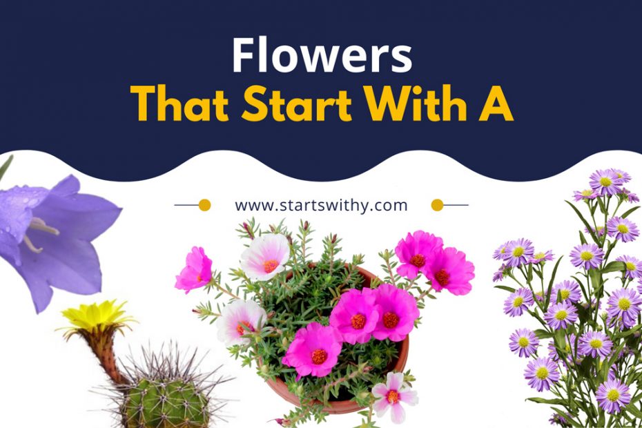 Flowers That Start With A