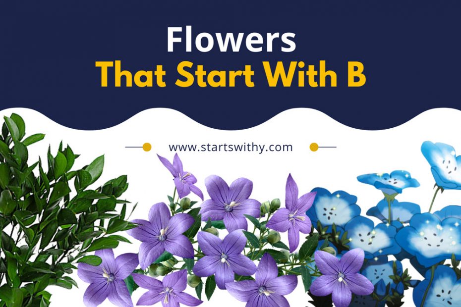 Flowers That Start With B