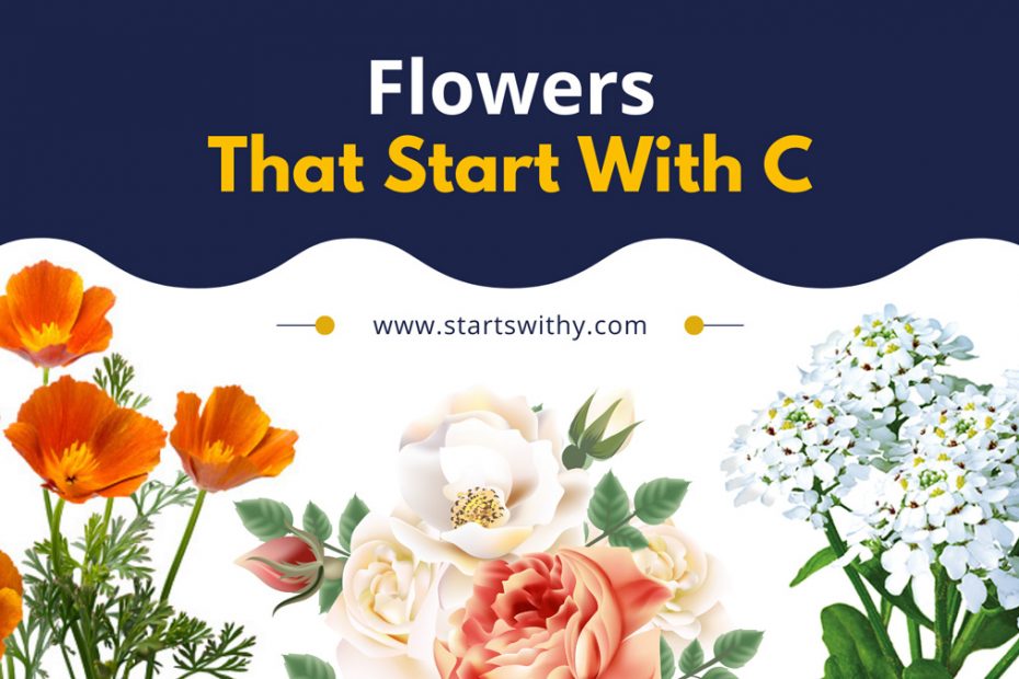 Flowers That Start With C