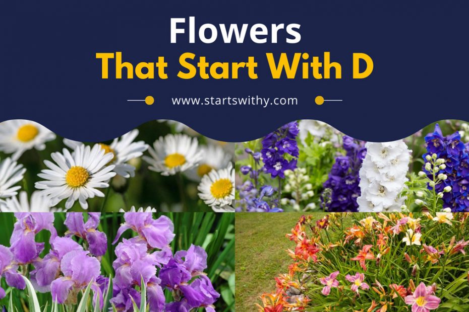 Flowers That Start With D