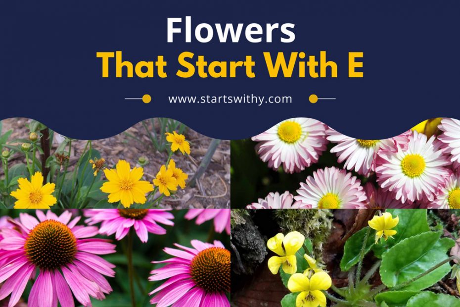 Flowers That Start With E