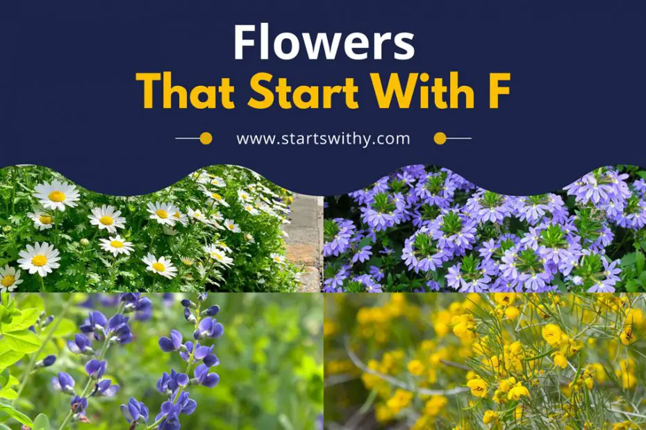 Flowers That Start With F