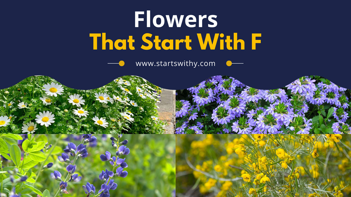 List Of 27 Flowers That Start With F Complete List