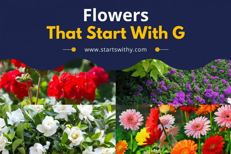 Flowers That Start With G