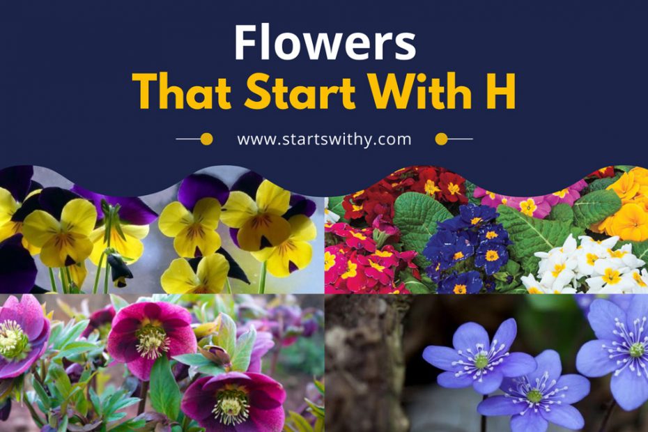 Flowers That Start With H