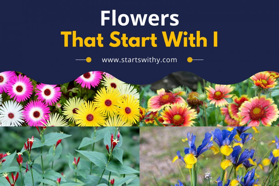 Flowers That Start With I