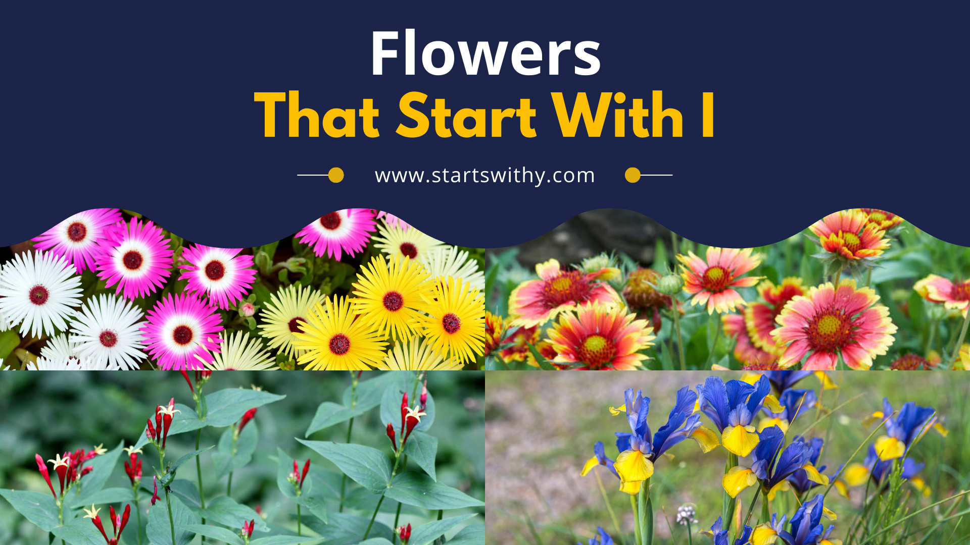 List Of 7 Flowers That Start With I Complete List
