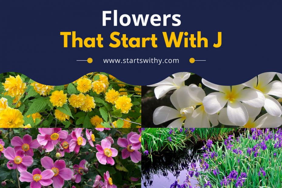 Flowers That Start With J